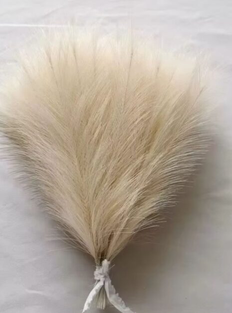 herbe de la pampa 2 herbe de la pampa 2